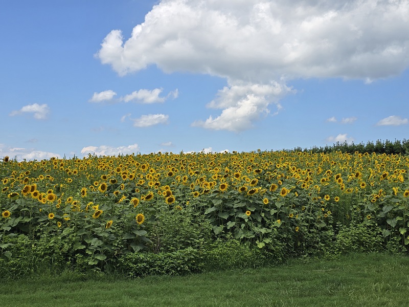 Aug Sunflowers